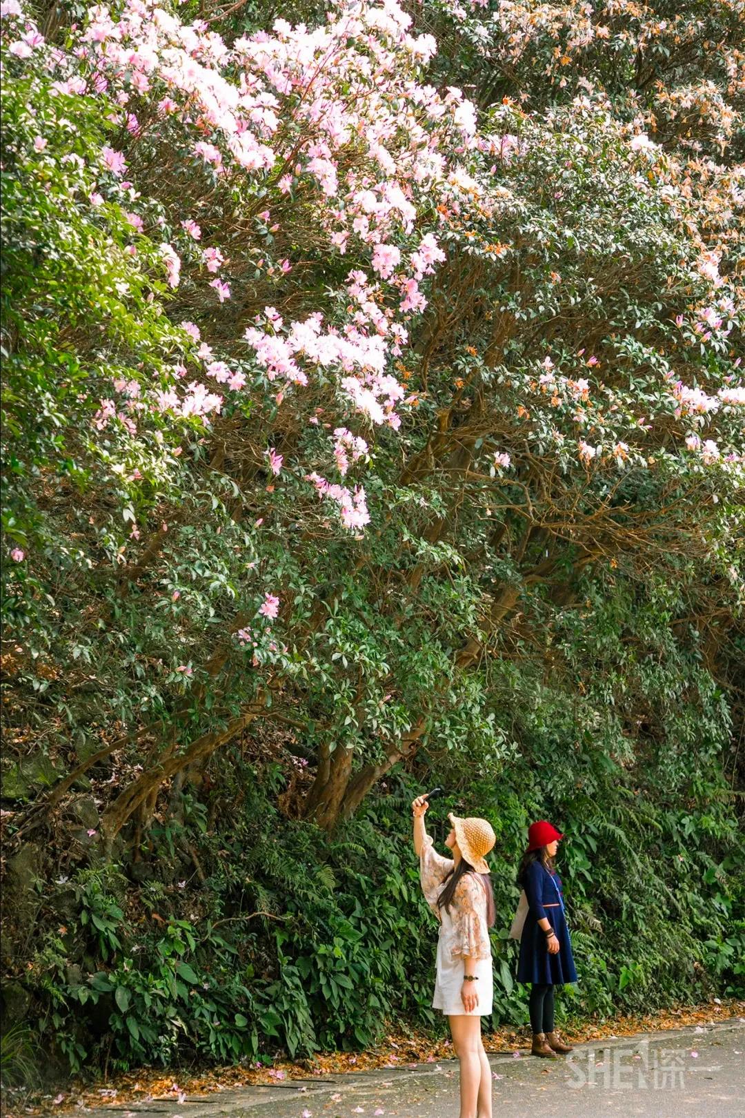 深圳值得去的地标,深圳值得去的景点排行榜