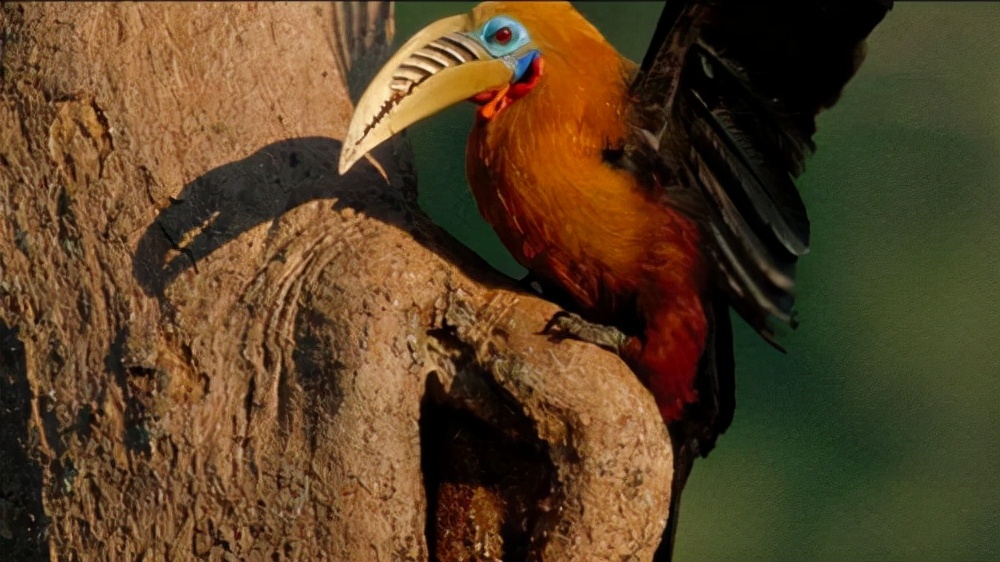 头骨最值钱鸟,头骨很珍贵的鸟