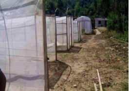 罗源县胡蜂,福州罗源胡蜂养殖基地