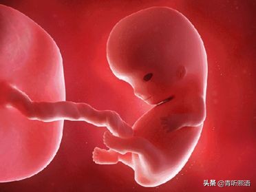 产检时间有什么讲究？医生从胚胎1周到40周成长史来解释原因。