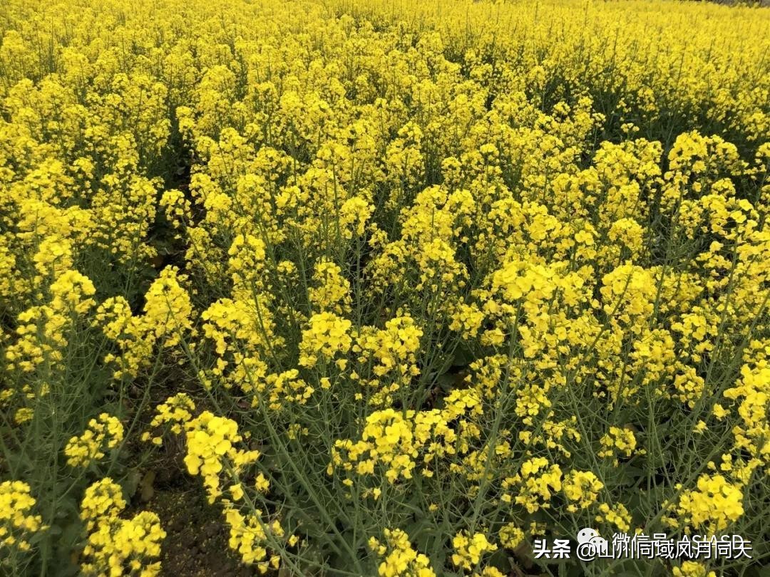 一路金灿灿的油菜花美不胜收,春天里金灿灿油菜花真美