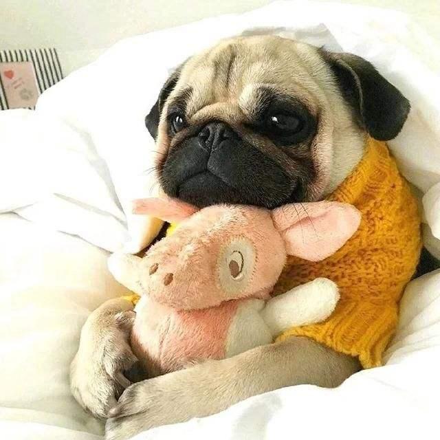 巴哥犬臭怎么解决,巴哥犬体臭怎么消除掉