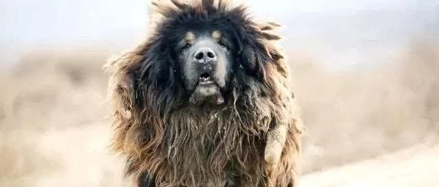 藏獒和黑狼杂交后代能不能长大,藏獒与狼结合的关系