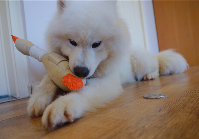 狗狗抽搐倒地不起哼哼叫还有救吗,狗狗呼吸急促四肢站不稳是什么病