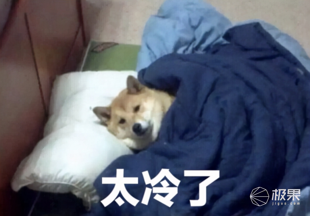 冬日室内“烫脸”指南，一键开启整屋入春，黑白暖王带你快乐猫冬