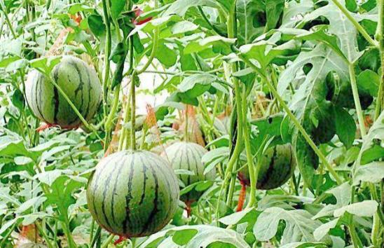 8424西瓜吊蔓种植的方法和技术,麒麟西瓜8424露天种植方法和管理