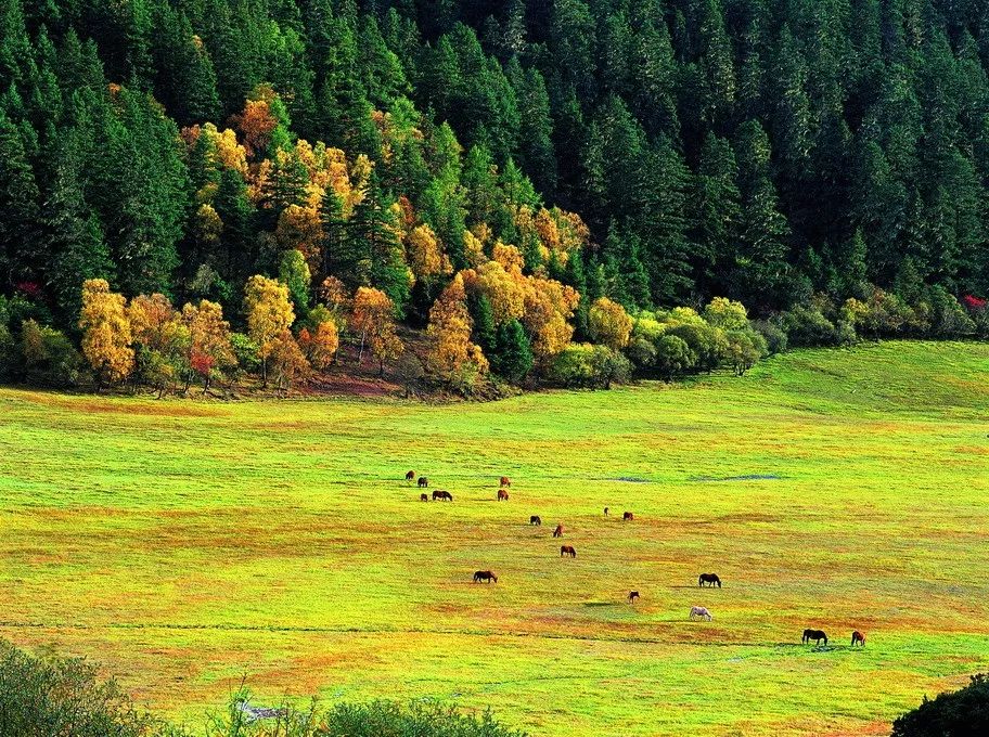 草原上特有的狼毒花,香格里拉狼毒花在哪里