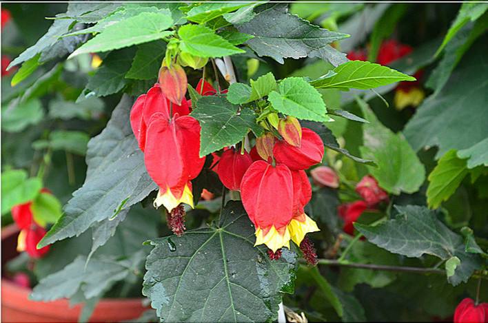 春节灯笼花,适合过年的灯笼花