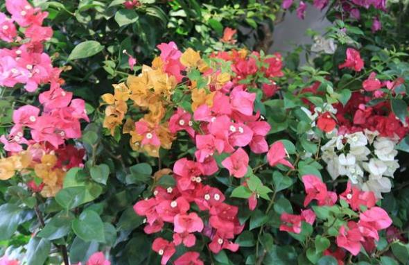 这5种花晒不死太阳越大开花越多,常见3种花天热休眠