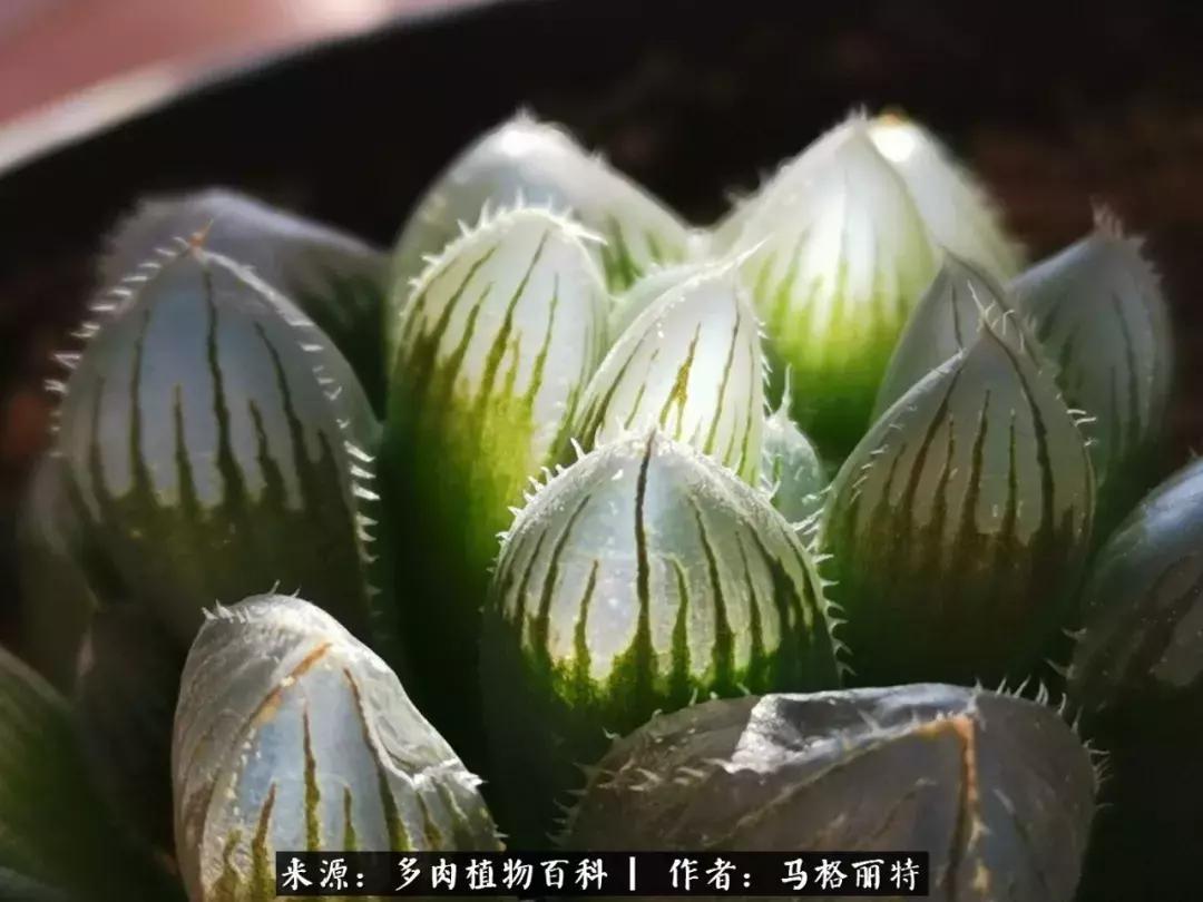 北方阳台多肉怎么过冬,北方阳台多肉