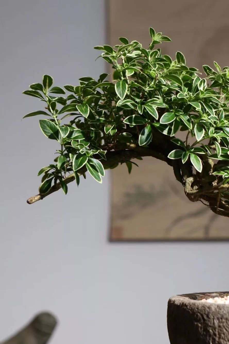 开古玩店的真实经历,开一家古玩店都需要什么