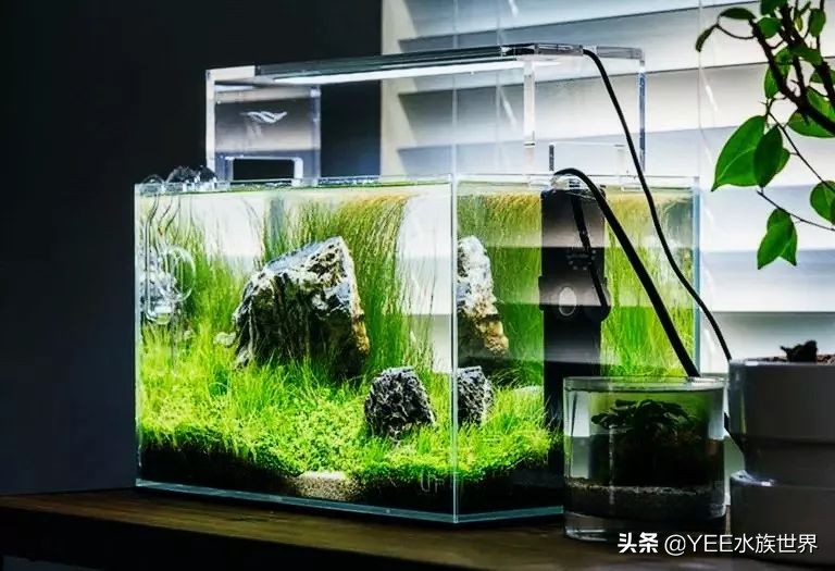 陶缸养鱼水浑怎么弄,石缸养鱼水很浑怎么办