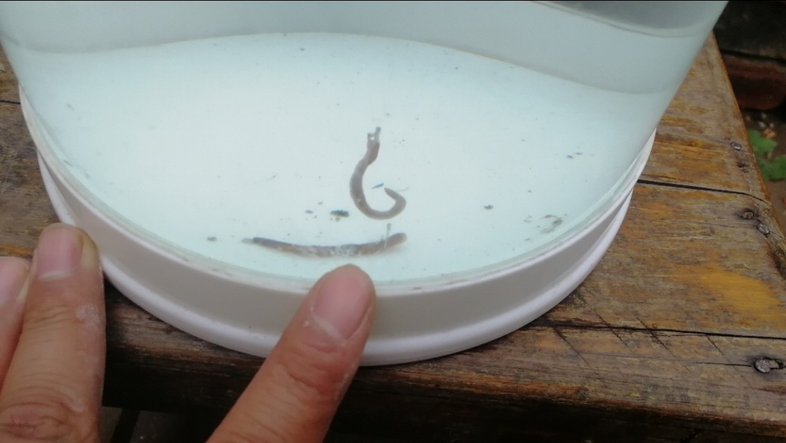 调漂不正确有什么影响,饵料轻压不下浮漂目数怎么办