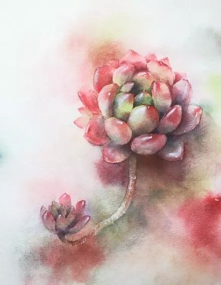 又萌又美丽好养的多肉,哪些多肉是小可爱种的