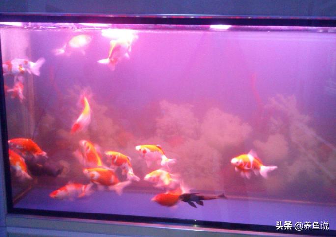 家里鱼缸水质浑浊往这看,别给鱼缸换水,这有一种简单处理方法