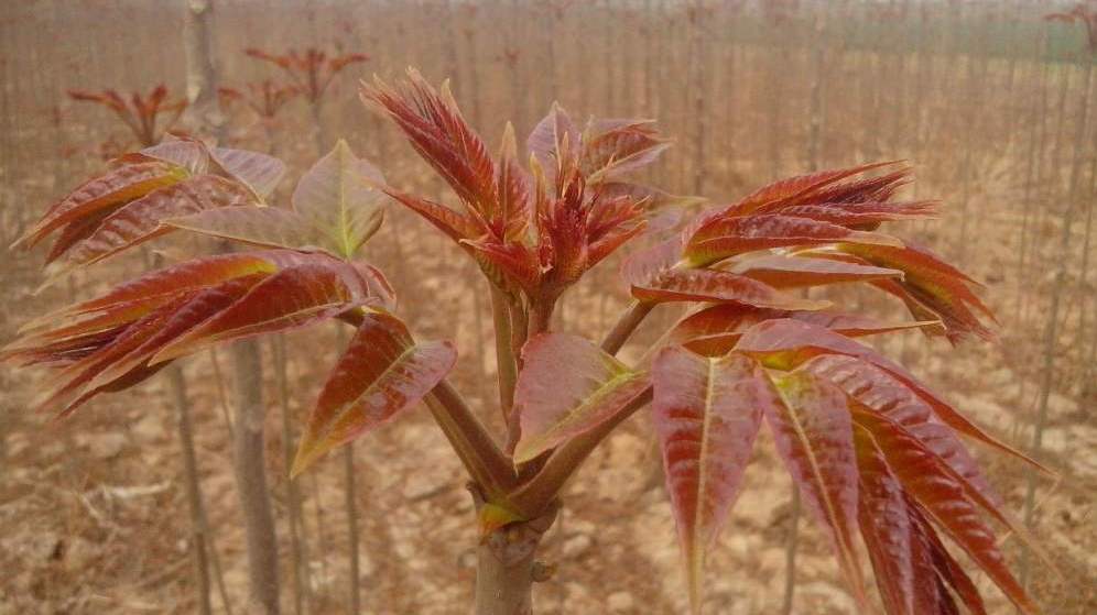 春天最适合滋补的食物,这4种东西千万不要拿回家会很穷