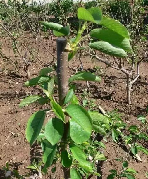 要想果树多结果施什么肥呢,种的樱桃树要死有什么办法补救