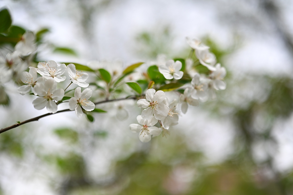 尼康新发售z50mmf1.2s镜头,尼康超大镜头