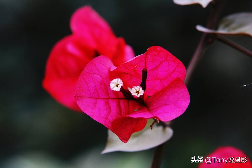 系统学摄影,摄影对焦入门教程