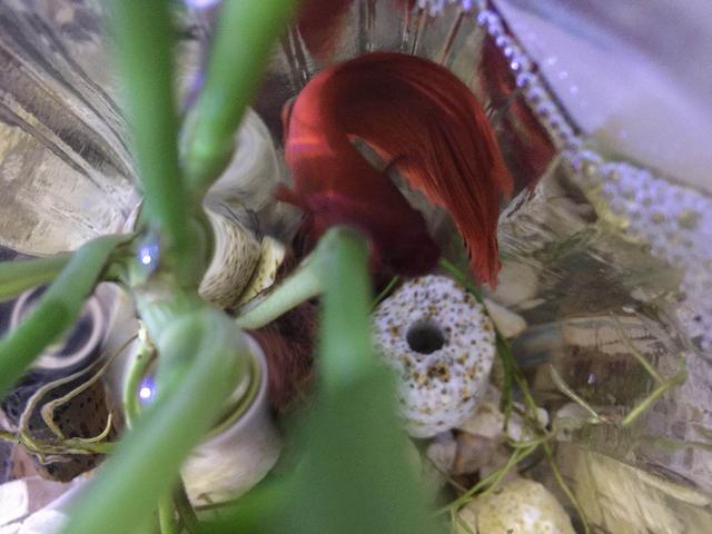 绿萝和斗鱼可以一起养吗,绿萝可以跟斗鱼一起养