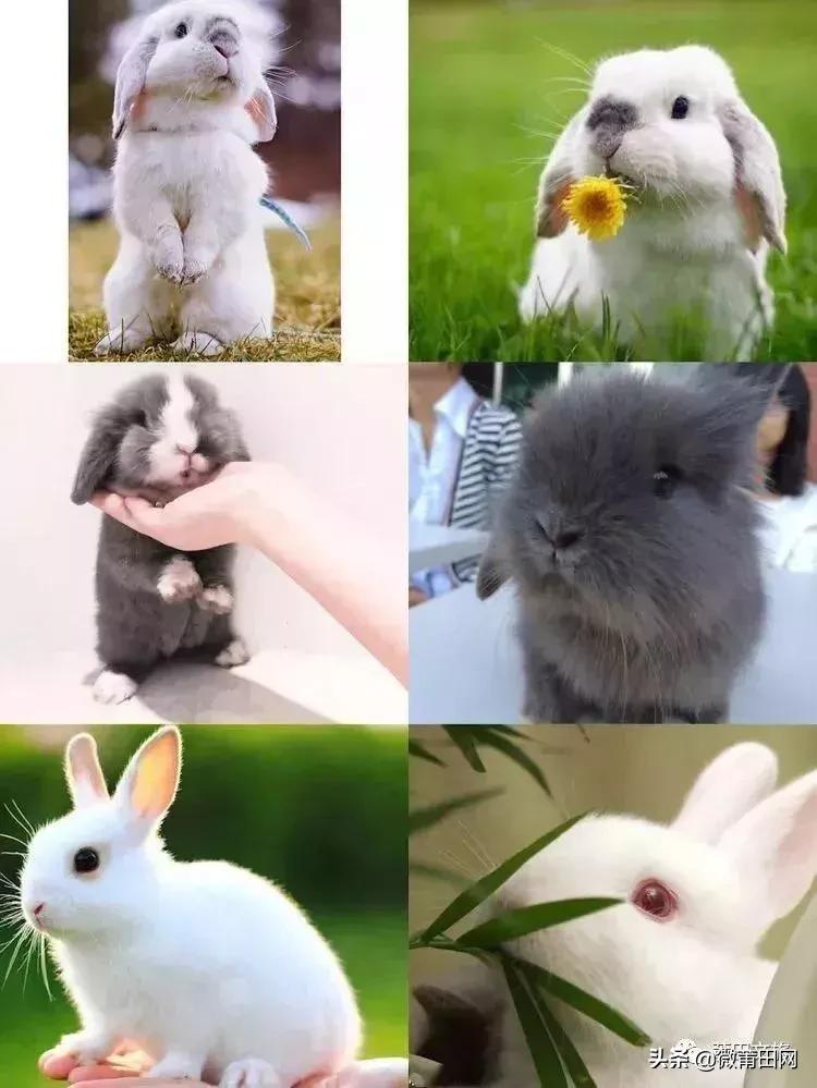 湄洲岛好玩还是九龙谷,去莆田先到九龙谷还是湄洲岛