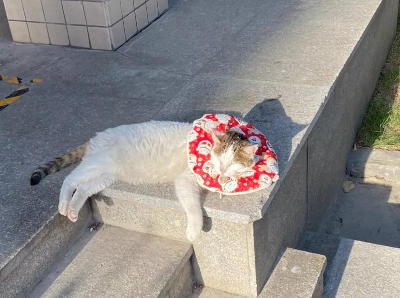 我为什么劝你别学医,在宿舍养猫很后悔