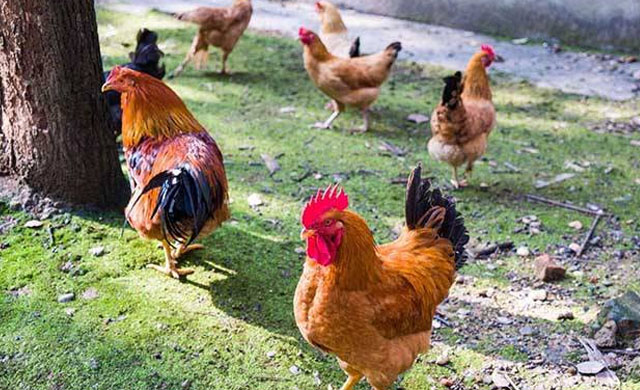 养鸡如何提高鸡群成活率,养鸡小妙招院子养鸡新方法