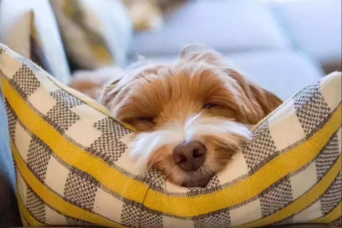 长期不遛狗的人,长期不遛狗有什么后果