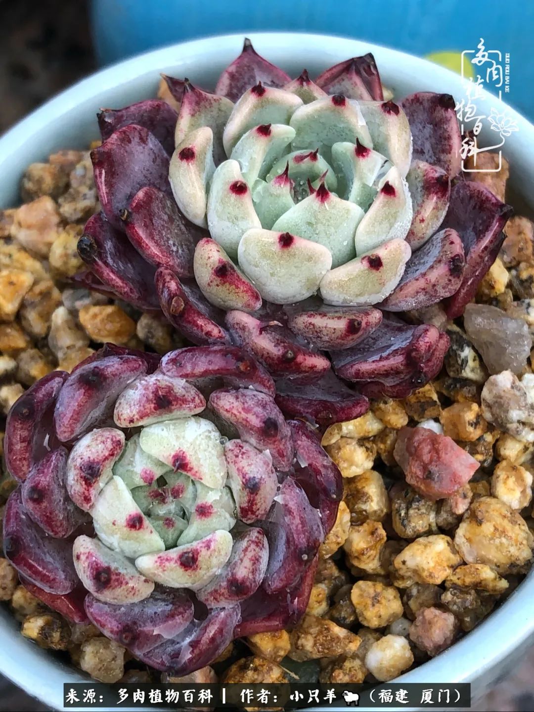 大城小爱:养多肉是个愉快的过程,种下去就有了无尽的期待