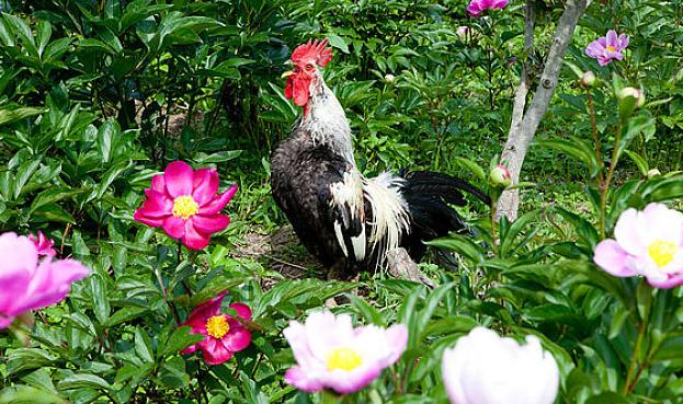霉菌性胃炎吃什么药,鸡腺肌胃炎可以用制霉菌素吗