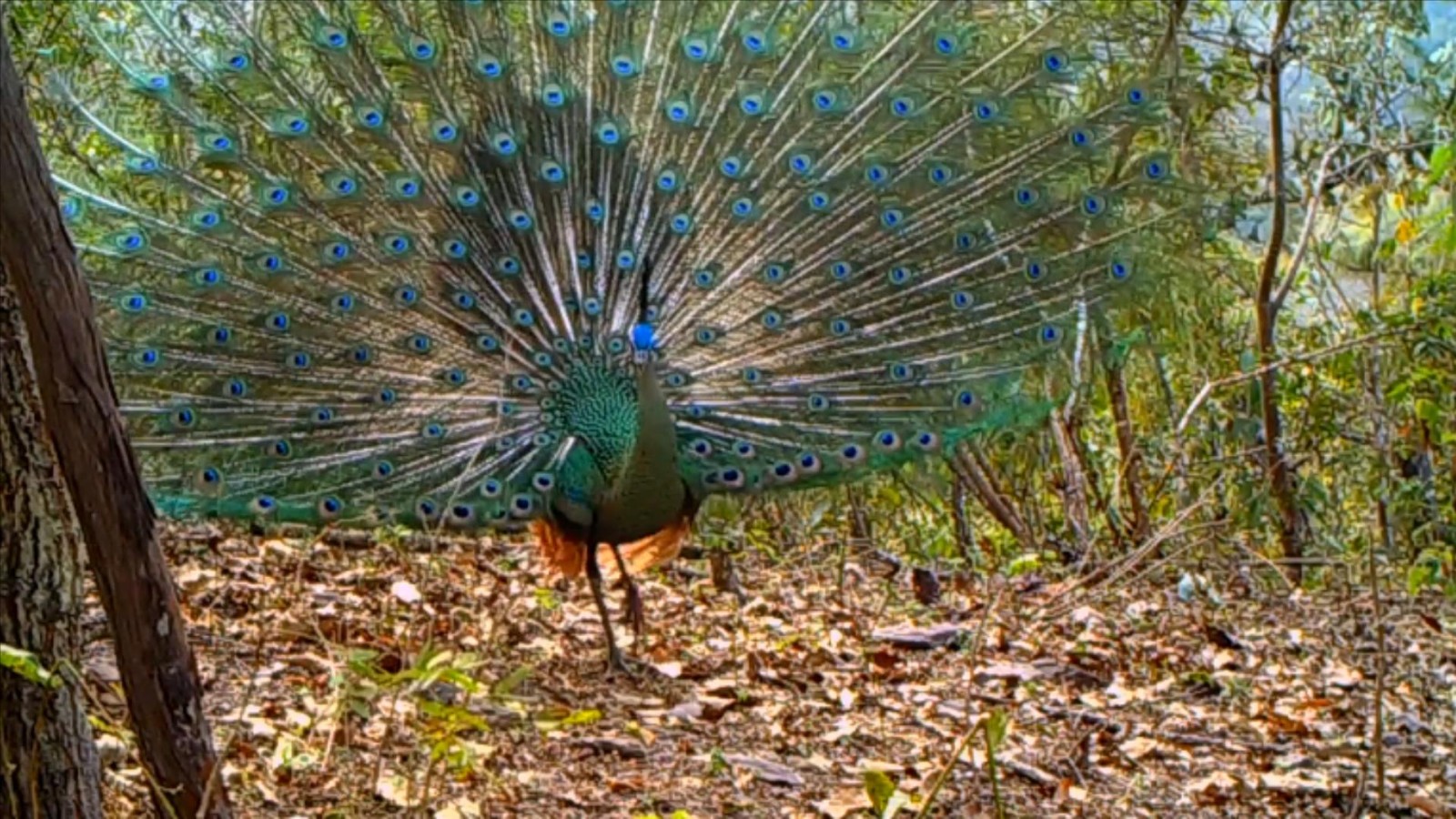 中国社会科学院昆明动物研究所,中国科学院昆明动物研究所简介