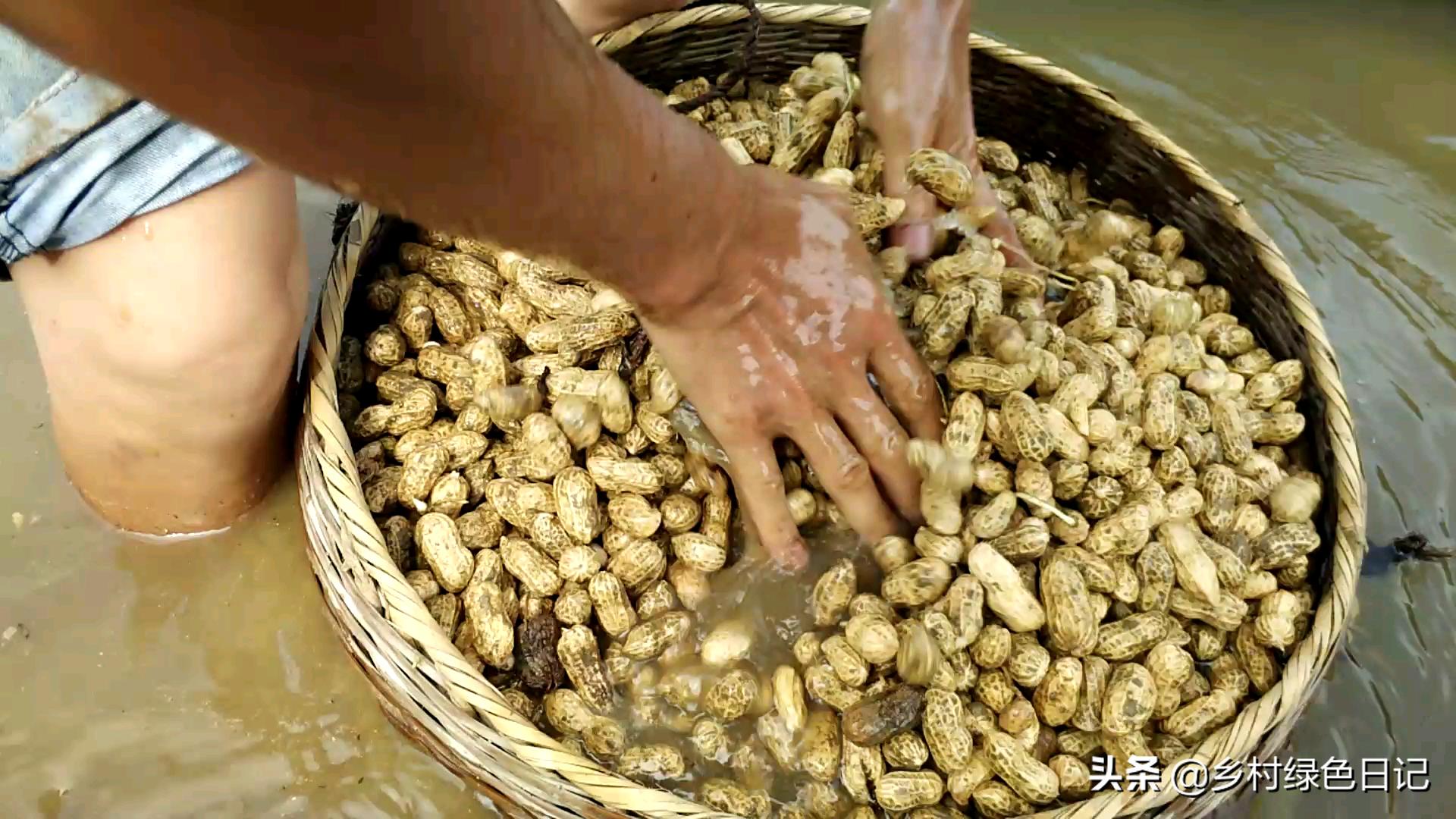 农民花生收获的季节,农民收获花生场景
