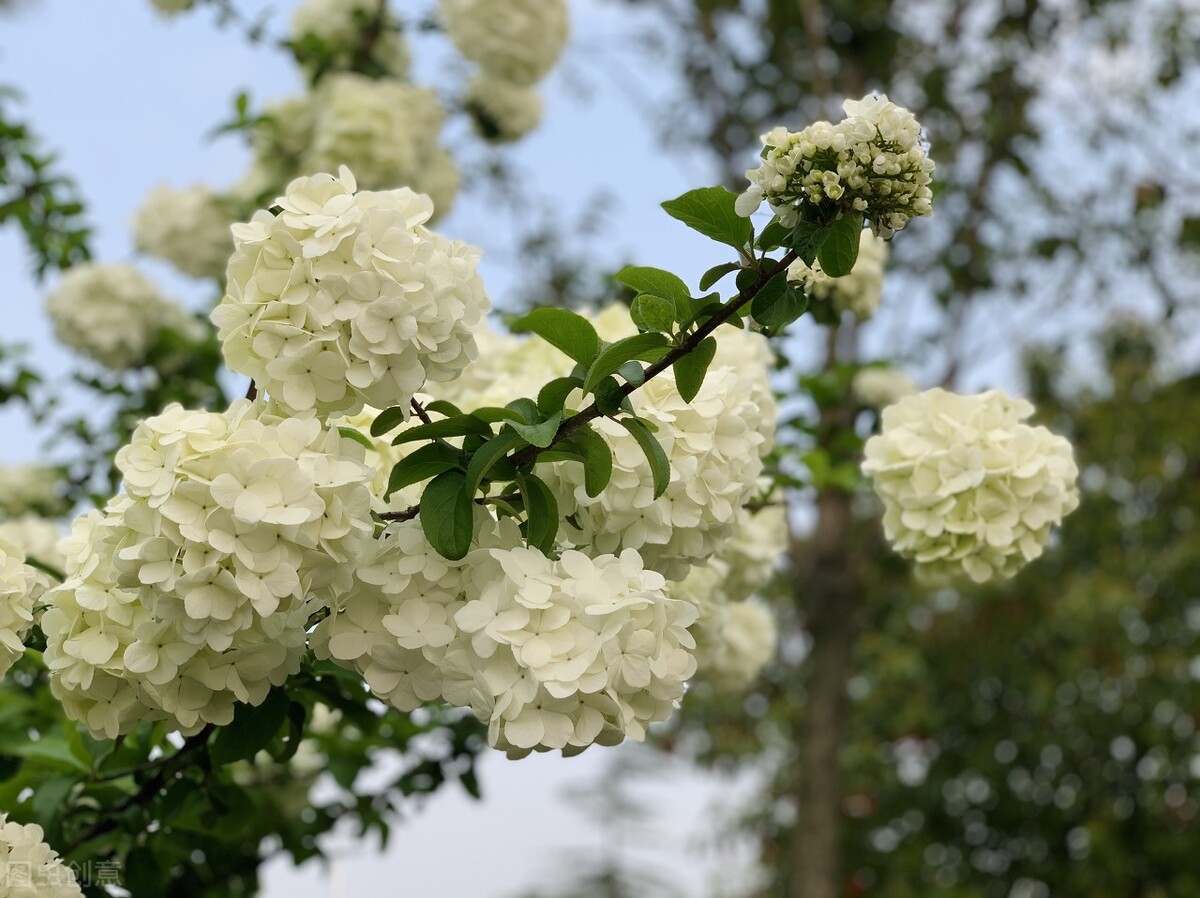 那些令人赞叹的庭院花卉,5种庭院生活方式的花卉