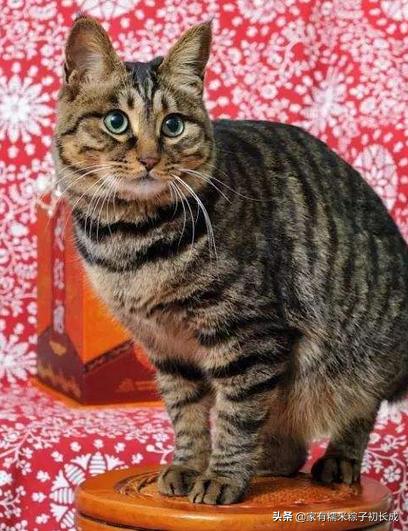 猫咪亲近人不再是玄学，这三招让你重获宠爱