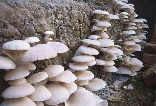 菜市场的蘑菇哪些不能吃,家庭种植蘑菇不出菇