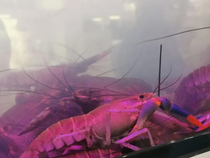 合肥农交会2023,合肥农交会的东西怎么样