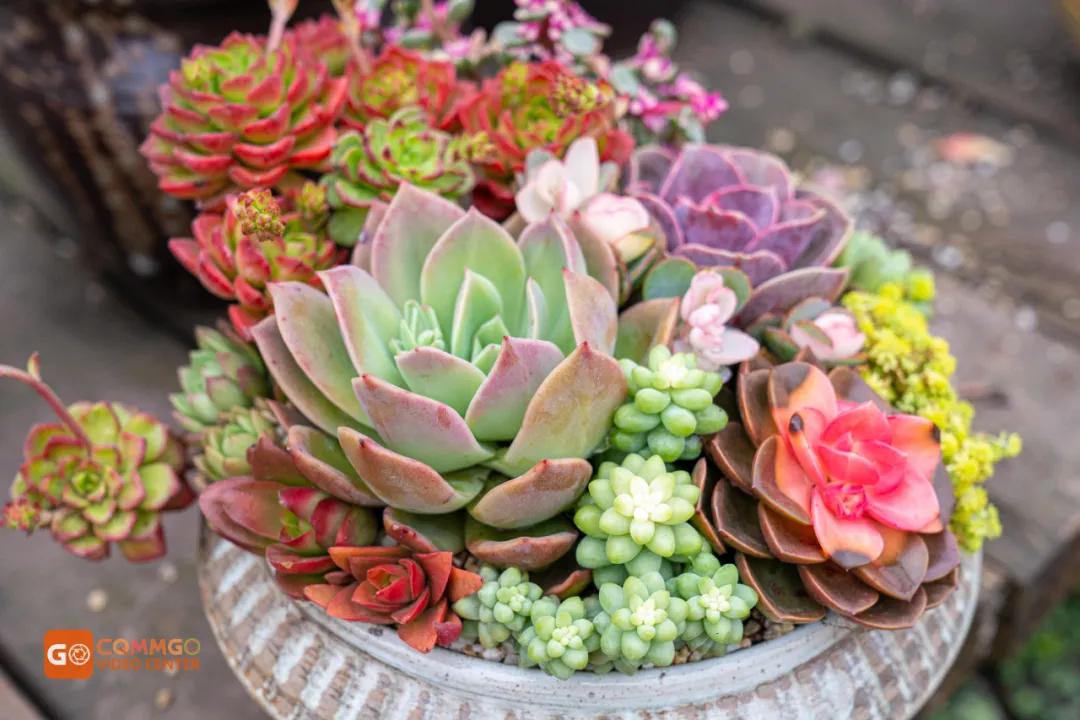 重庆最大的花市在哪里,重庆花市排名前十名