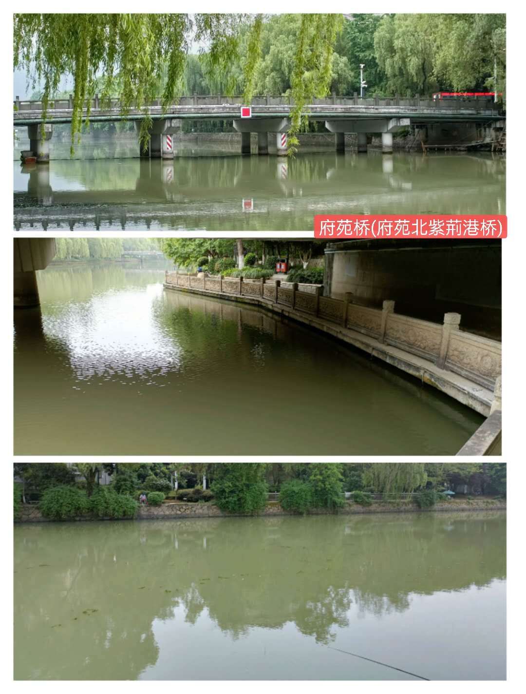 紫荊港源紫荊花紫荆港河穿八桥绿道两岸垂钓人双手活柯野生甲鱼