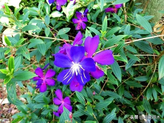 牡丹和观赏牡丹区别,牡丹的形态特征与什么花不同