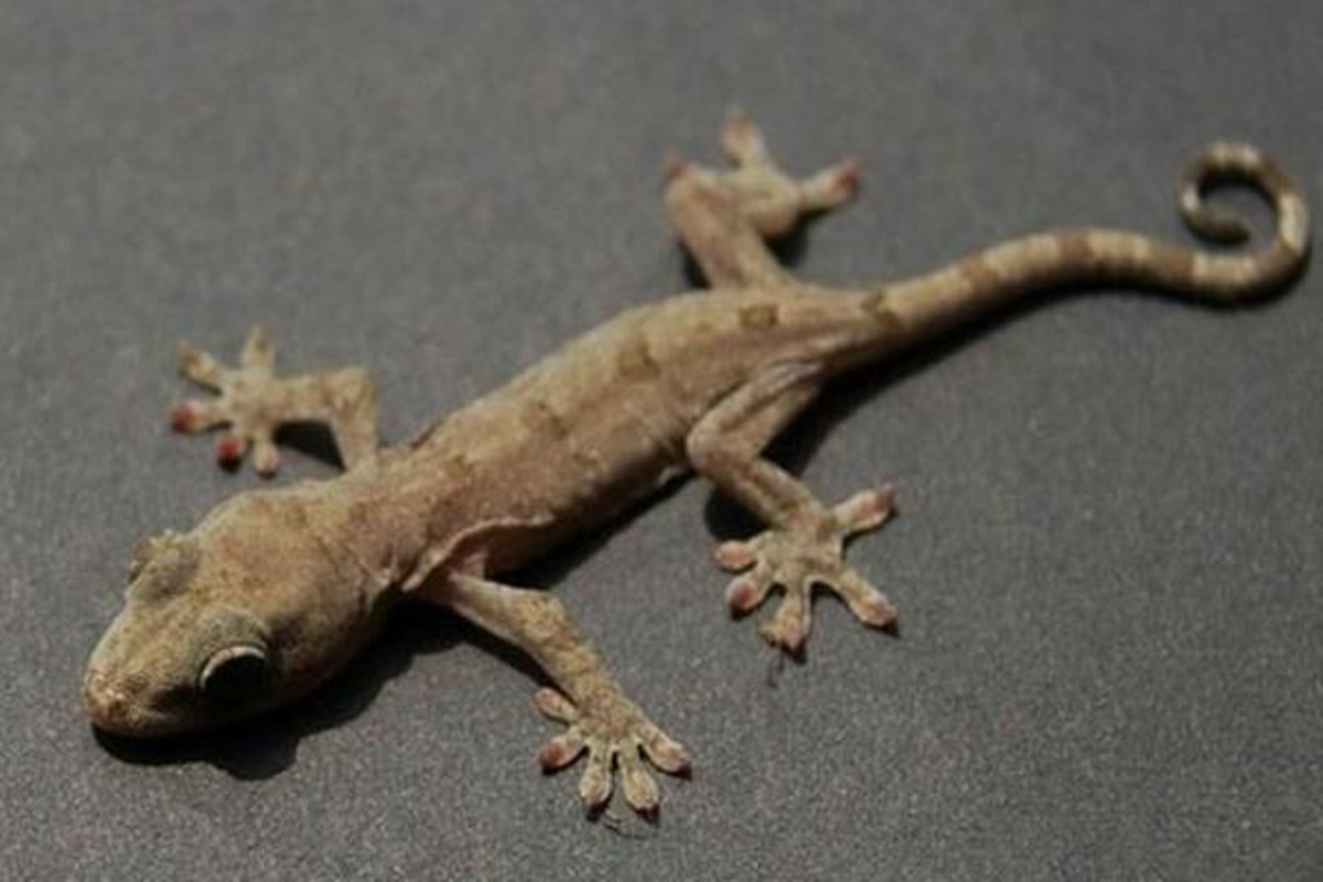 人畜无害的壁虎为什么无毒,壁虎为什么成为五毒之首