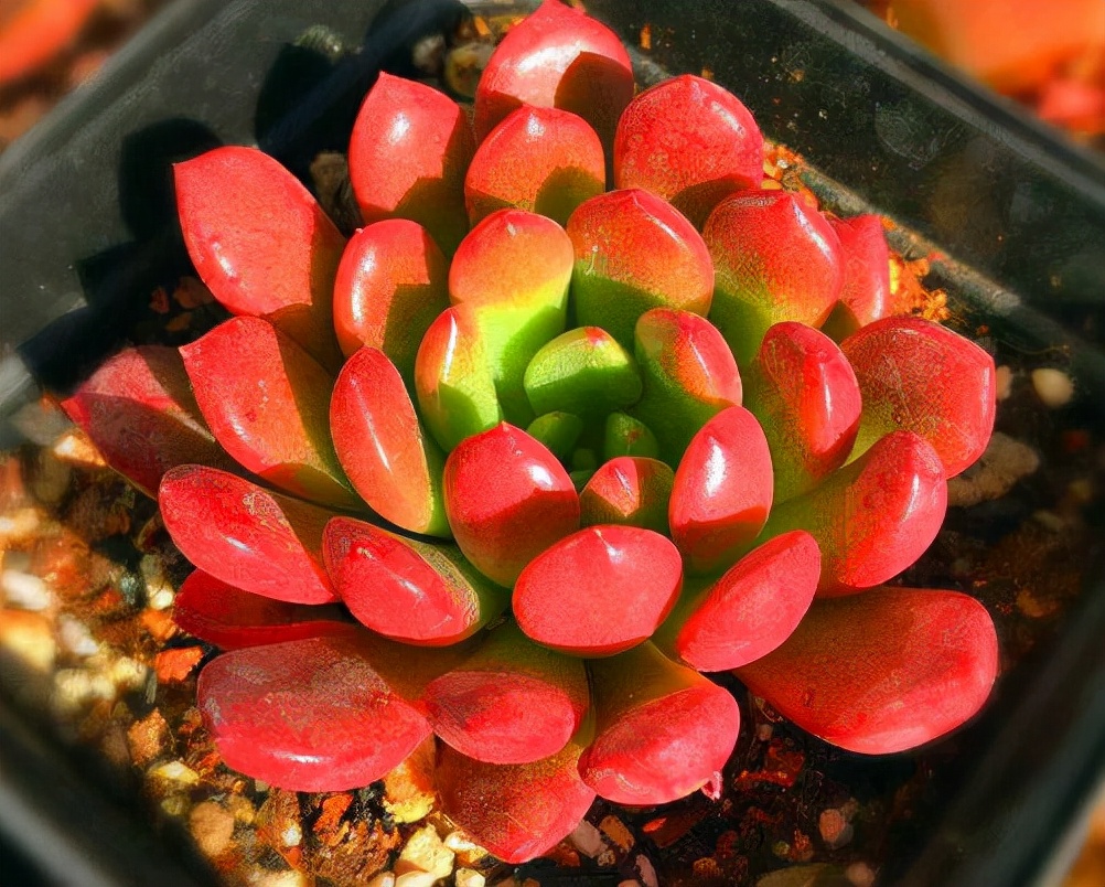 多肉红宝石冬天养殖方法和技巧,多肉红宝石夏天怎么养