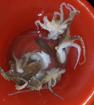 天津七里海赶海,偶遇赶海