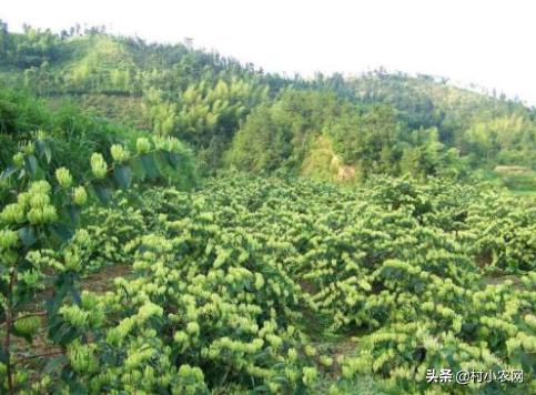 农村零投资创业加盟,农村创业低成本做什么最适合