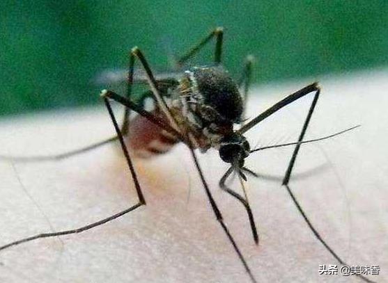 养羊场灭蝇的最佳方法,户外养殖场灭蝇什么方法最好用