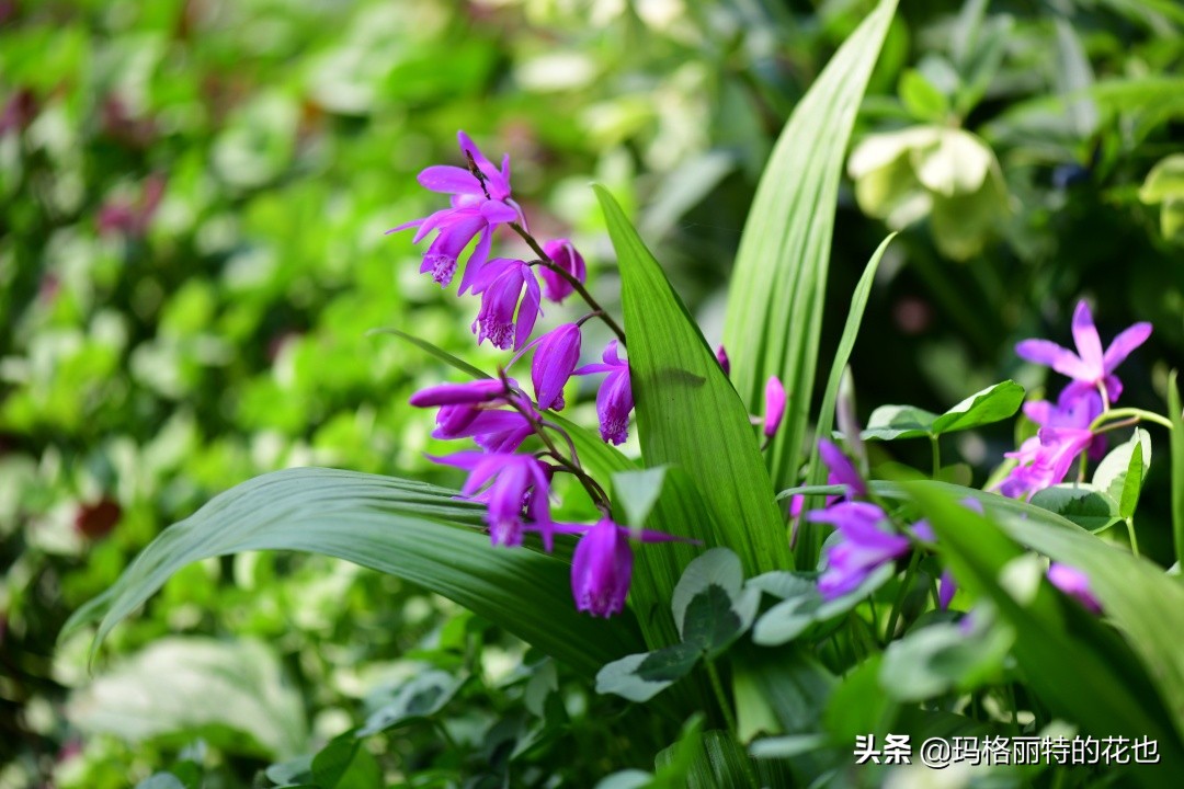 河马花园植物大全,荷马花园的月季