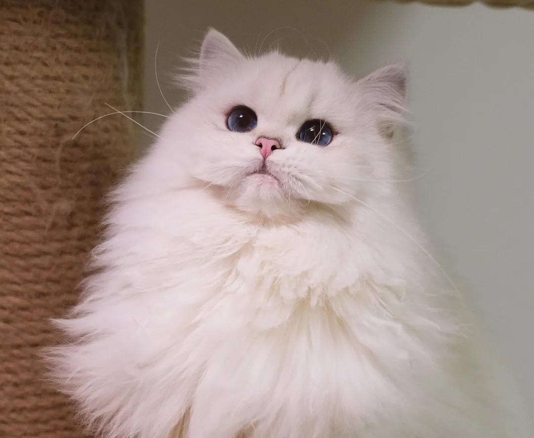 如何给小猫驱虫,捡小猫怎么驱虫