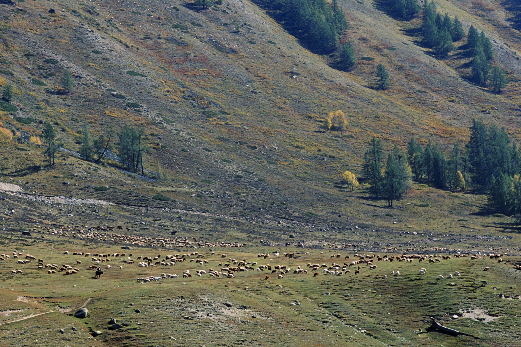 南山牧场，未曾改变的山水未曾改变的哈萨克人，织成的画卷真美