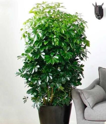 办公室内绿植租摆有哪些好处,办公室绿植租赁怎么摆放