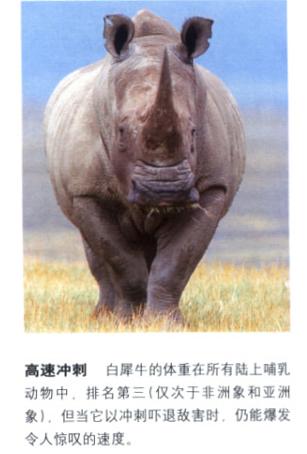 犀牛奇蹄目犀科动物,犀牛体格威猛是一种珍贵动物