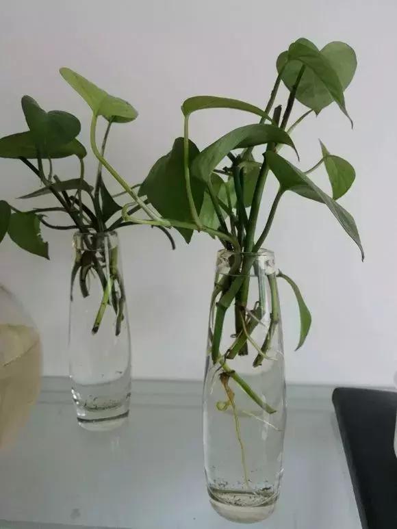 倒垃圾时捡一盆绿萝,被丢弃的一盆绿萝